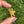 Load image into Gallery viewer, Mini Spinner Flower Pendant Golden Yellow
