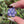 Load and play video in Gallery viewer, Mini Spinner Flower Pendant Hyacinth
