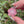 Load and play video in Gallery viewer, Mini Spinner Flower Pendant Pastel Pinks
