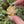 Load and play video in Gallery viewer, Mini Spinner Flower Pendant Serendipity CFL
