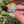 Load and play video in Gallery viewer, Mini Spinner Flower Pendant Pastel Rainbow
