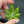 Load image into Gallery viewer, 420 Pendant - Spinner Hybrid
