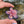 Load image into Gallery viewer, Pastel Spinning Flower Pendant - Blush and Hyacinth
