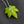 Load image into Gallery viewer, 420 Pendant 5/5 mini
