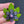 Load image into Gallery viewer, 420 Pendant - Spinner Hybrid
