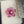 Load image into Gallery viewer, Mini Spinner Flower Pendant - Molten Aura Gold Ruby &amp; Amethyst
